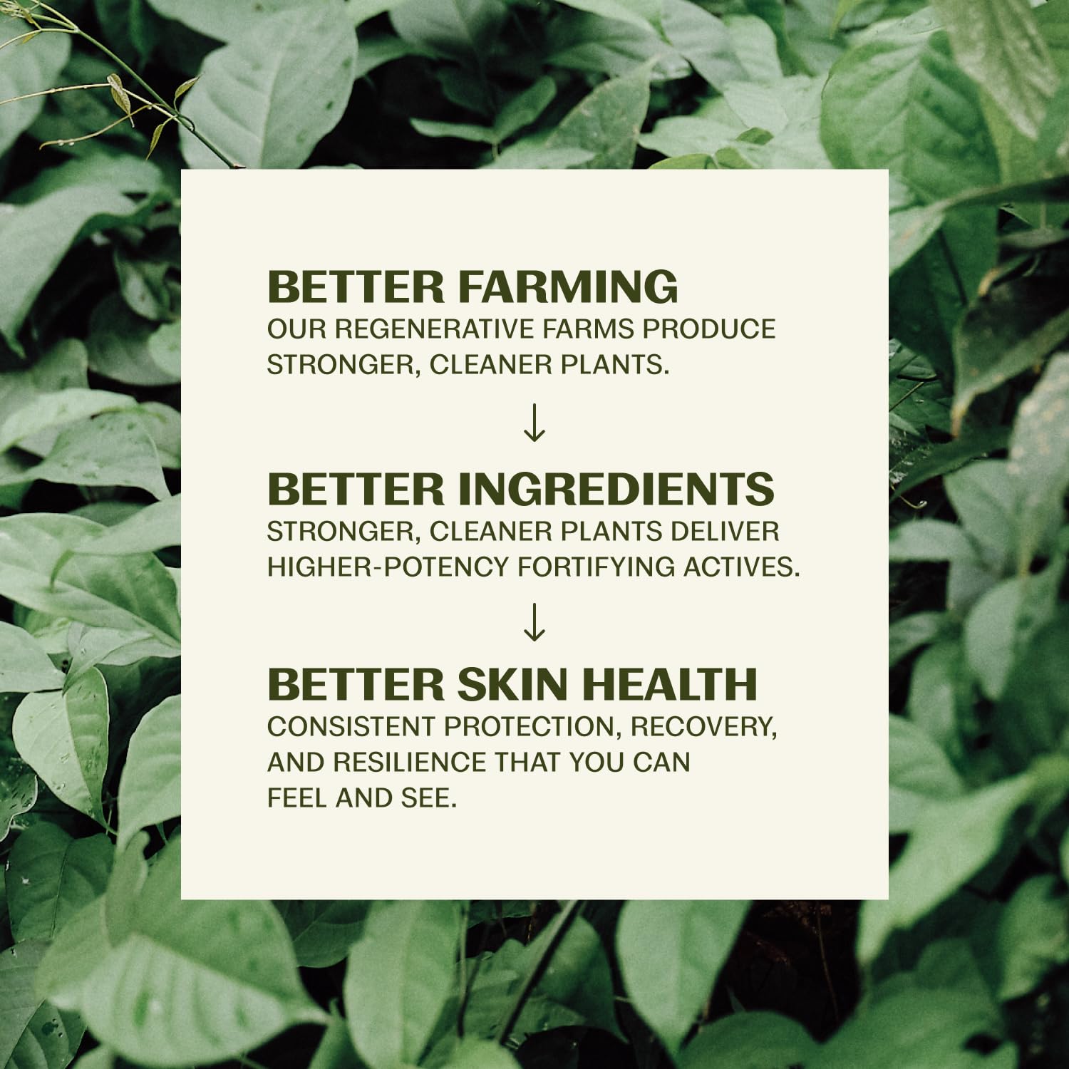 Thrive Natural Care Reef Safe Sunscreen SPF50 - Hawaii 104 Reef Act Compliant - Mineral Sunscreen Non-Nano Zinc Oxide - Vegan, (5.8 Oz (Pack of 1))